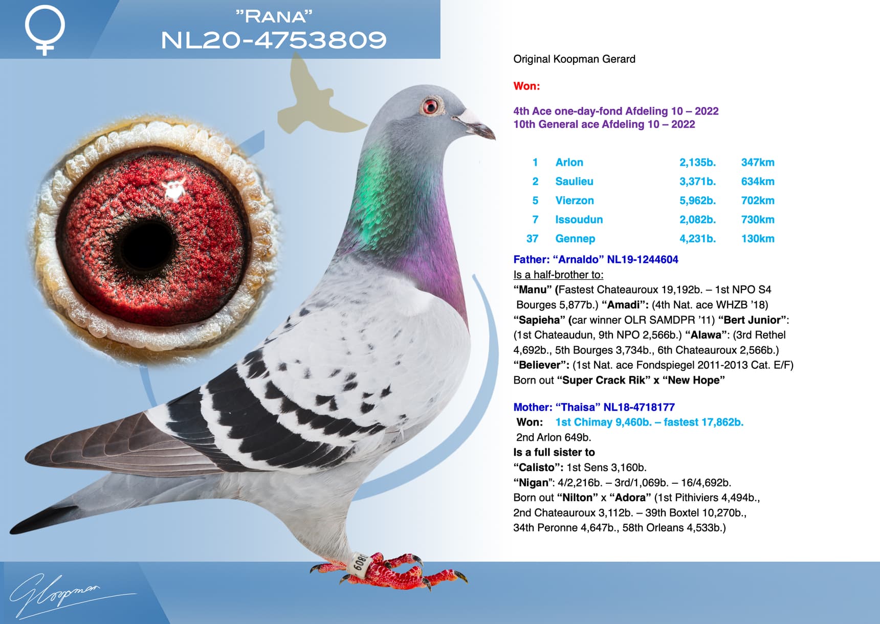 pigeon: undefined