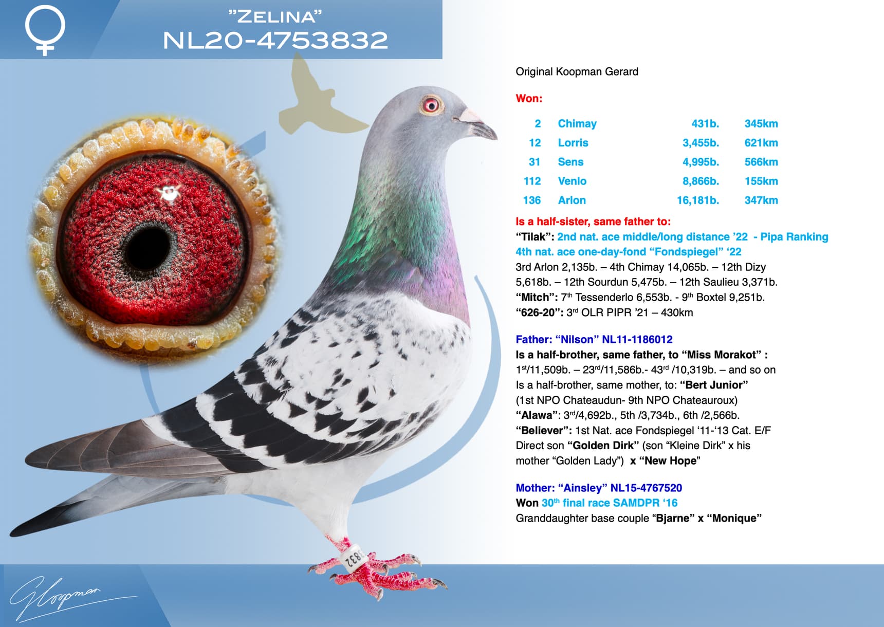 pigeon: undefined