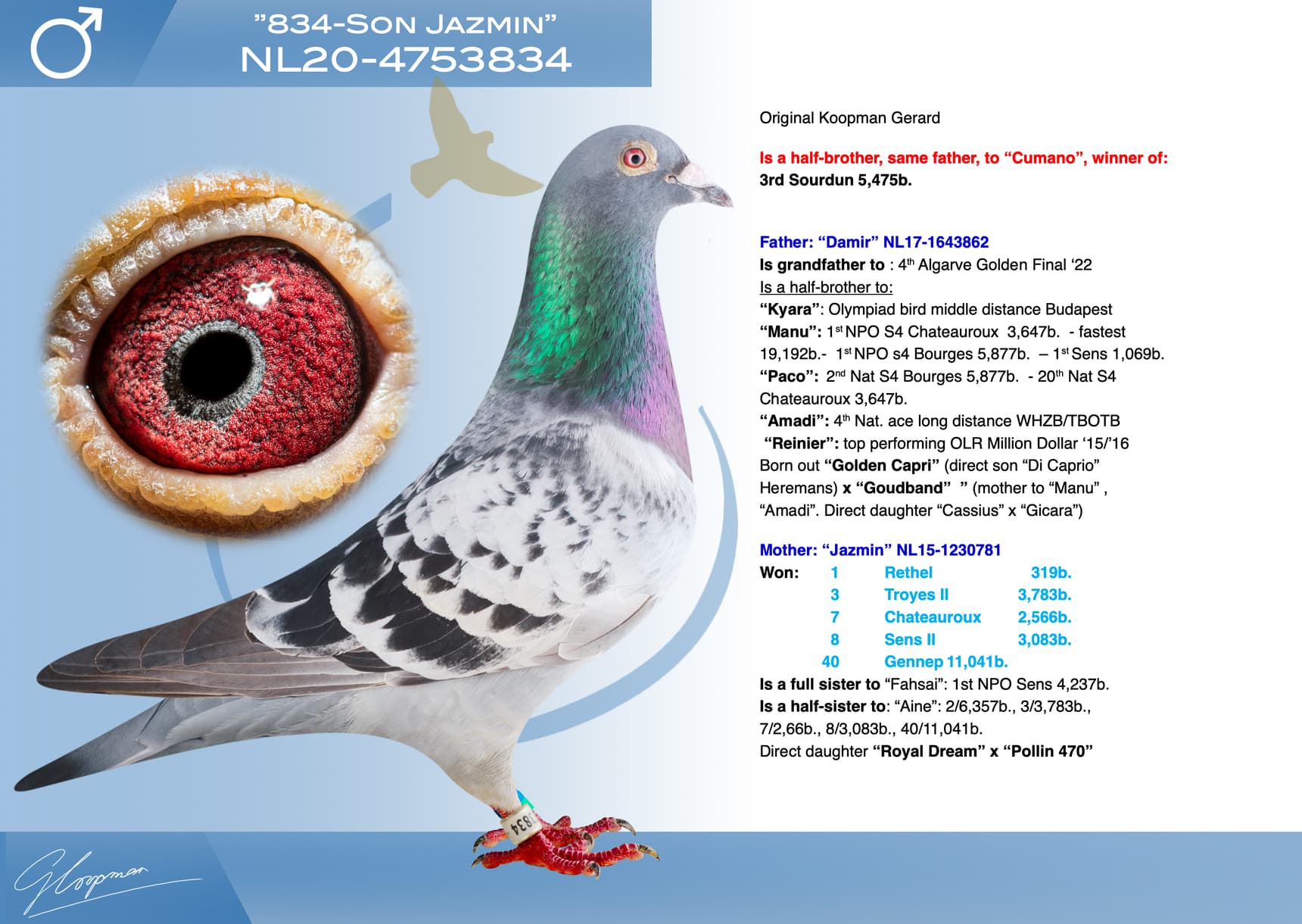 pigeon: undefined