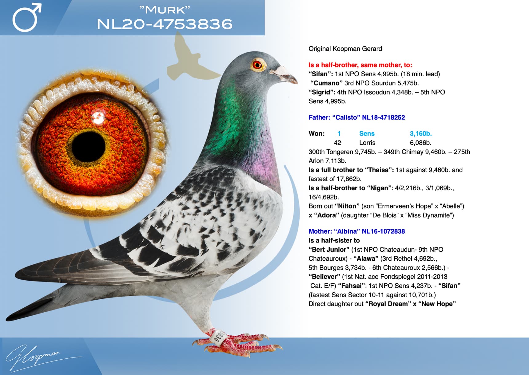 pigeon: undefined
