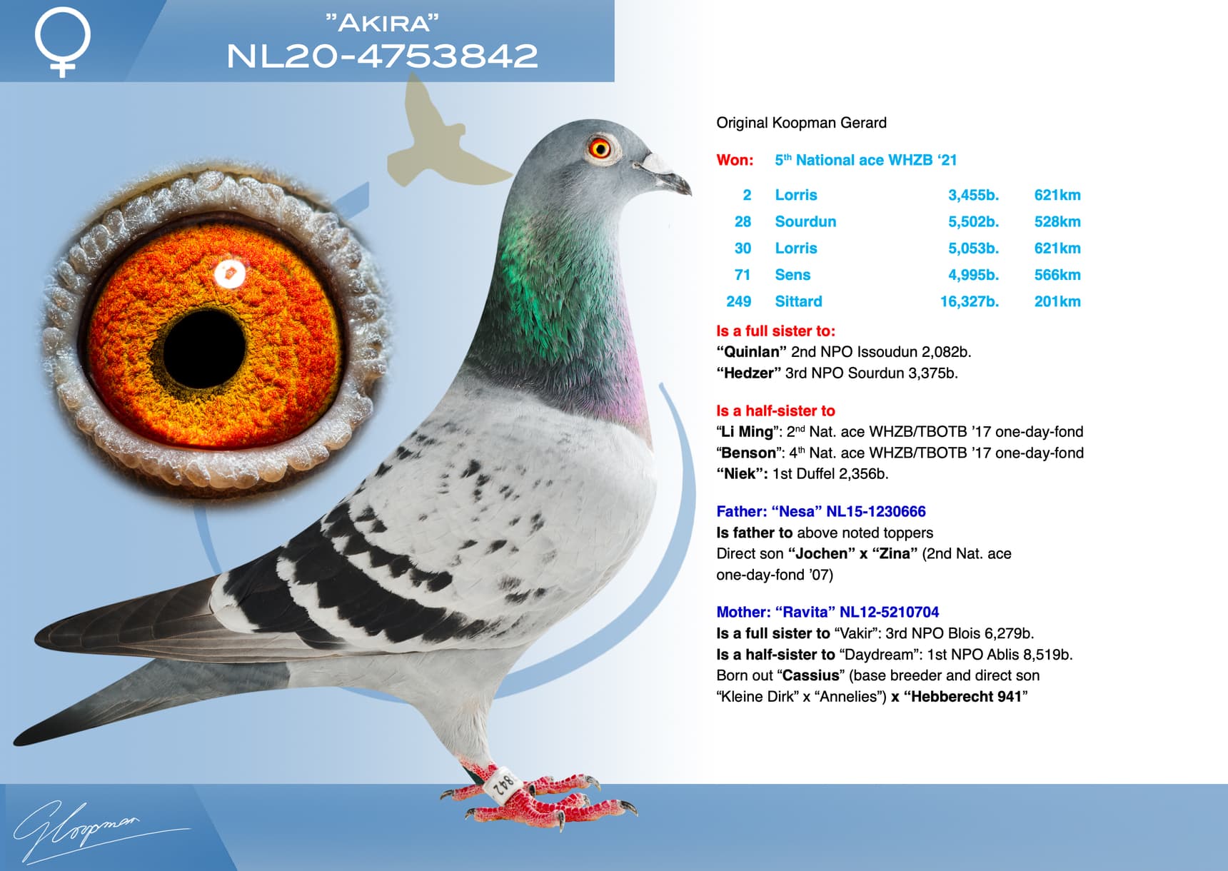pigeon: undefined
