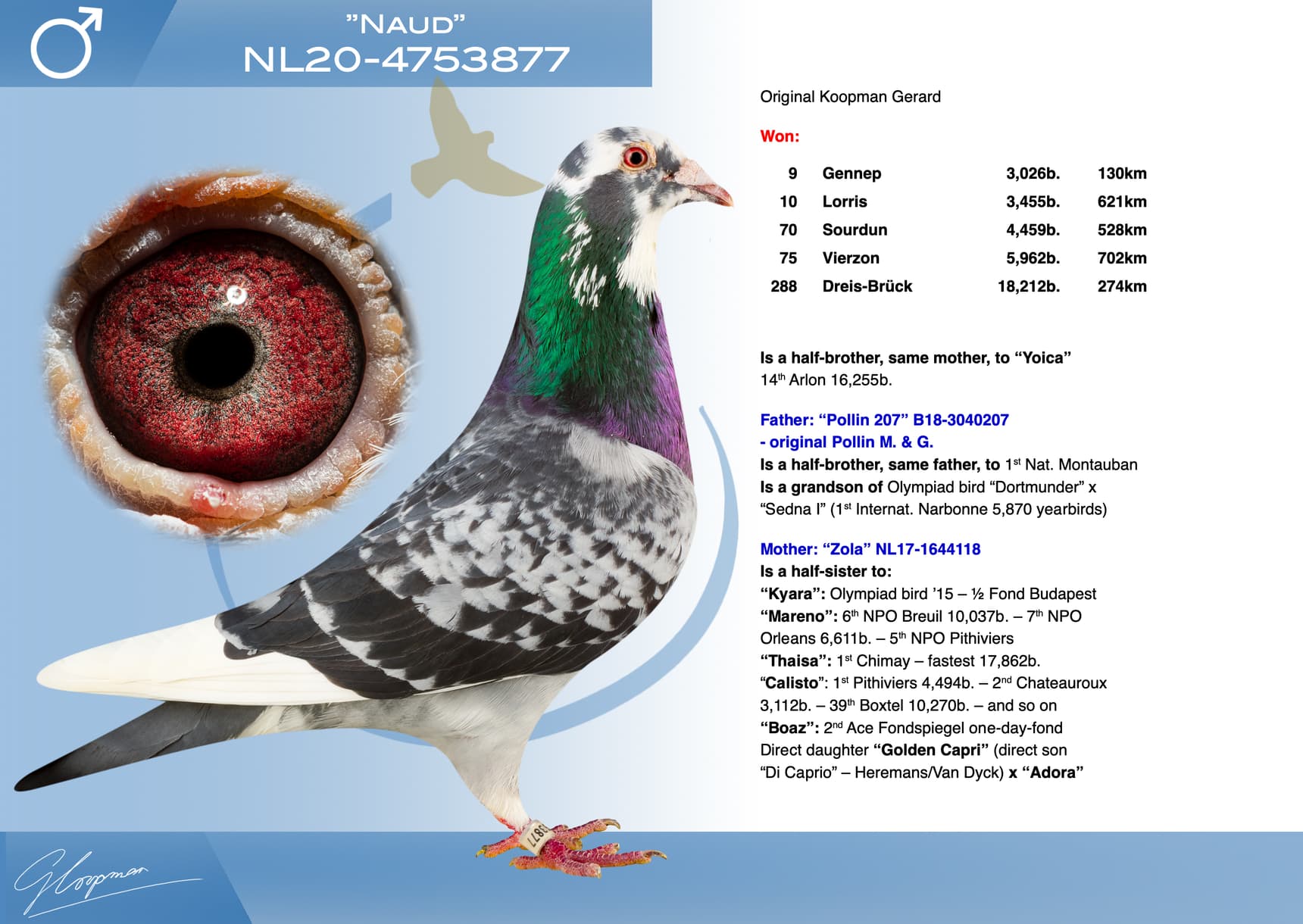 pigeon: undefined