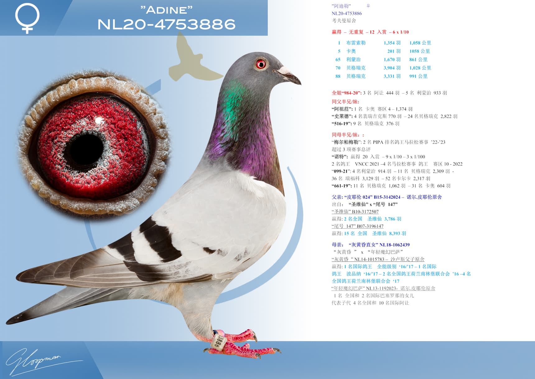 pigeon: ”阿迪勒”