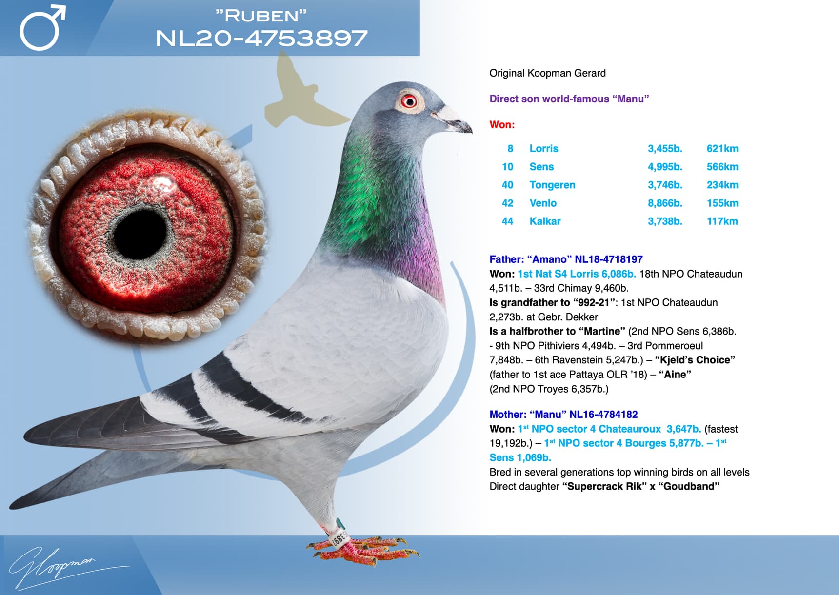 pigeon: undefined