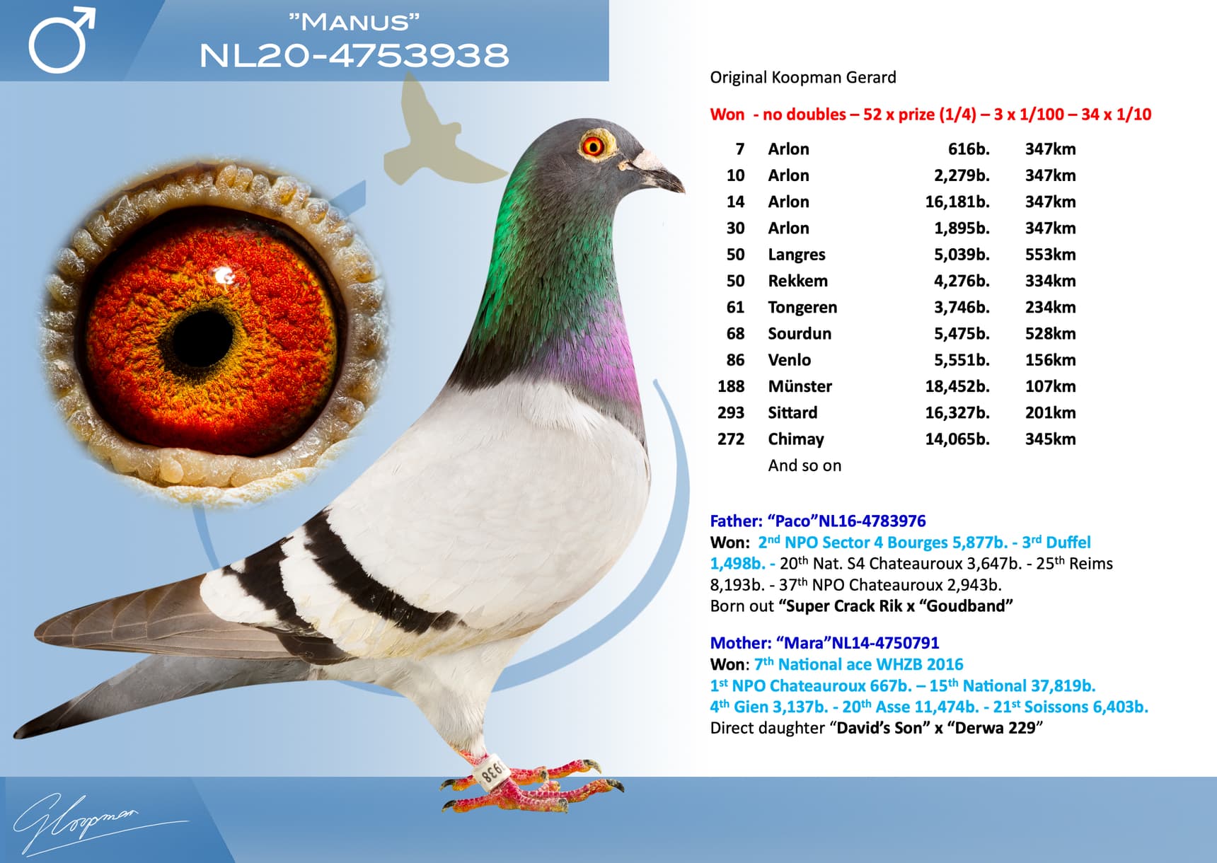 pigeon: undefined