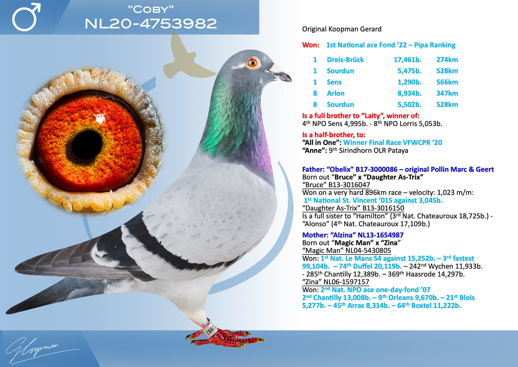 pigeon: undefined