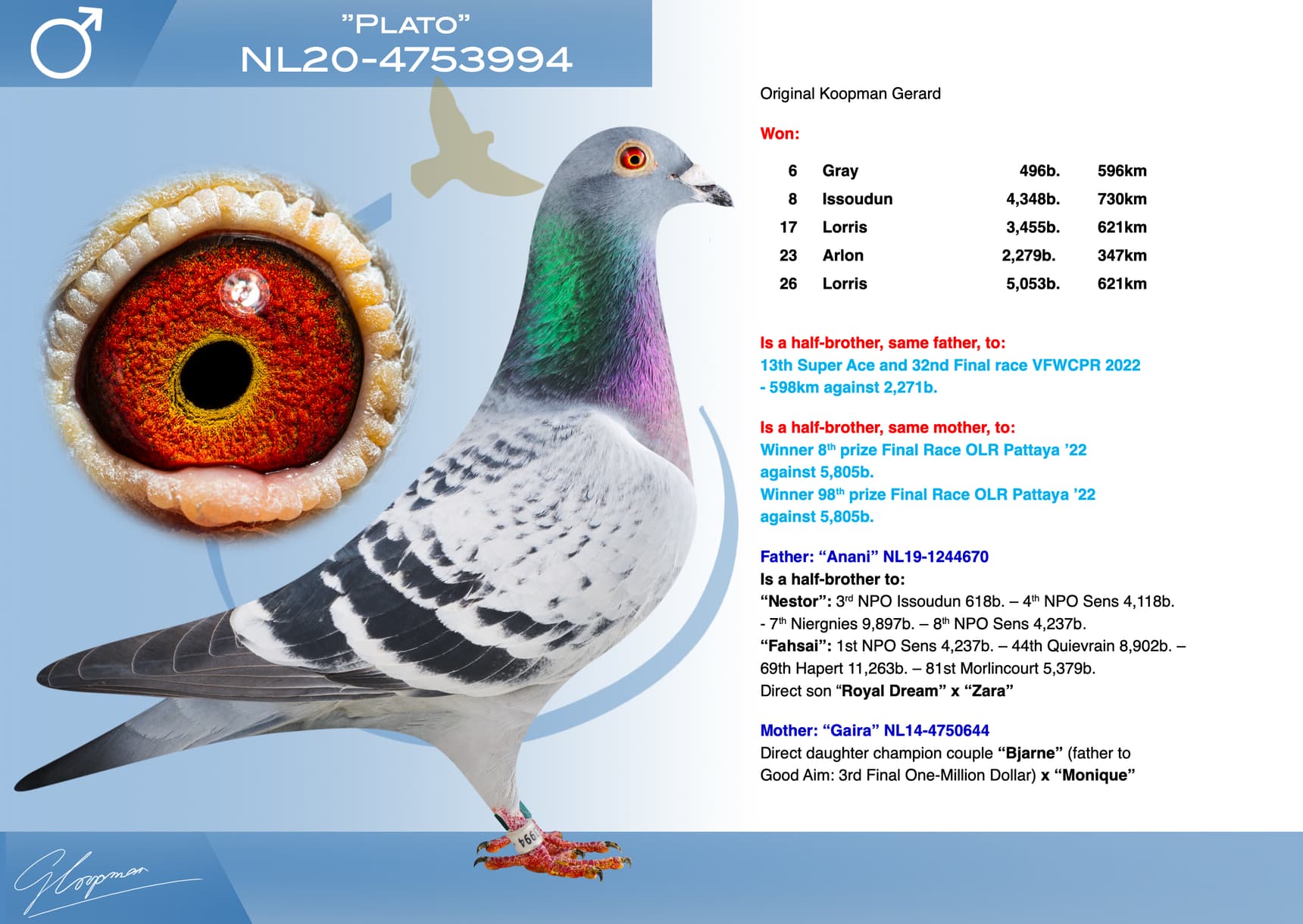 pigeon: undefined