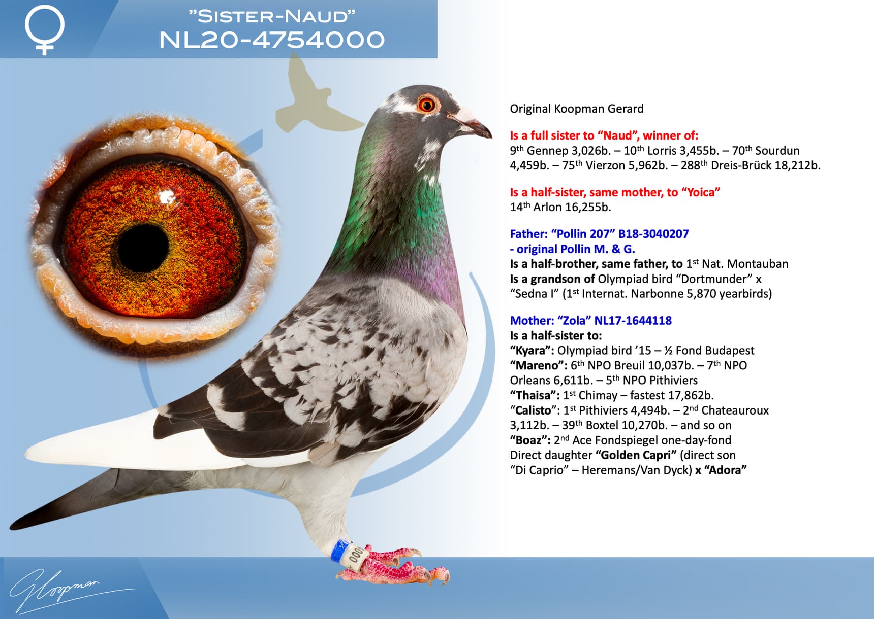 pigeon: undefined