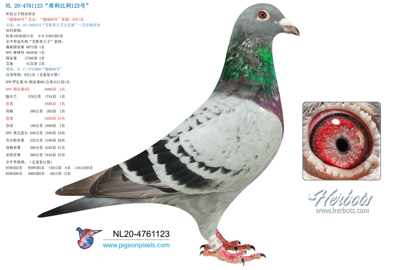 pigeon: undefined