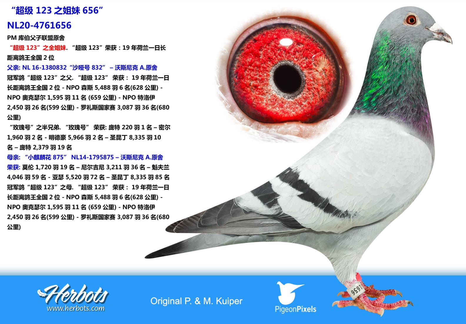 pigeon: undefined