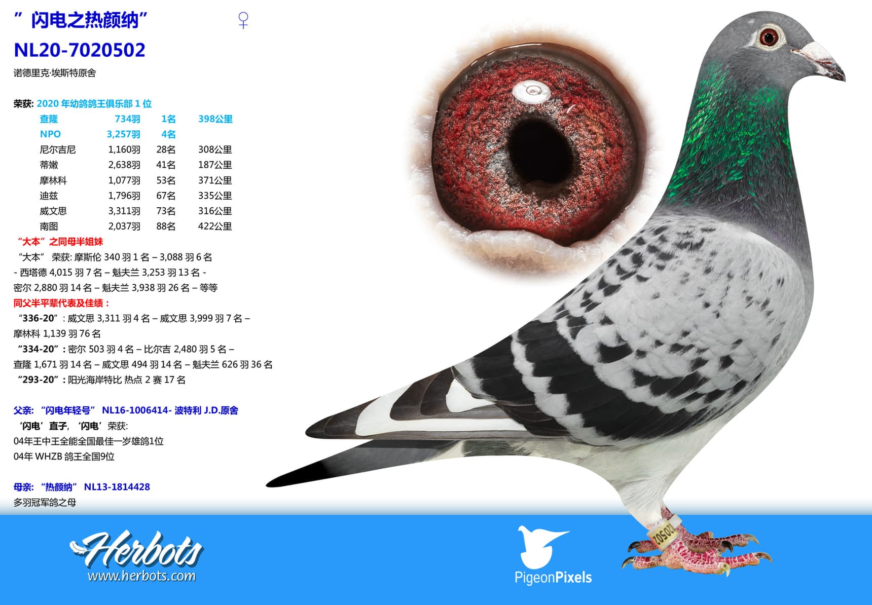 pigeon: undefined
