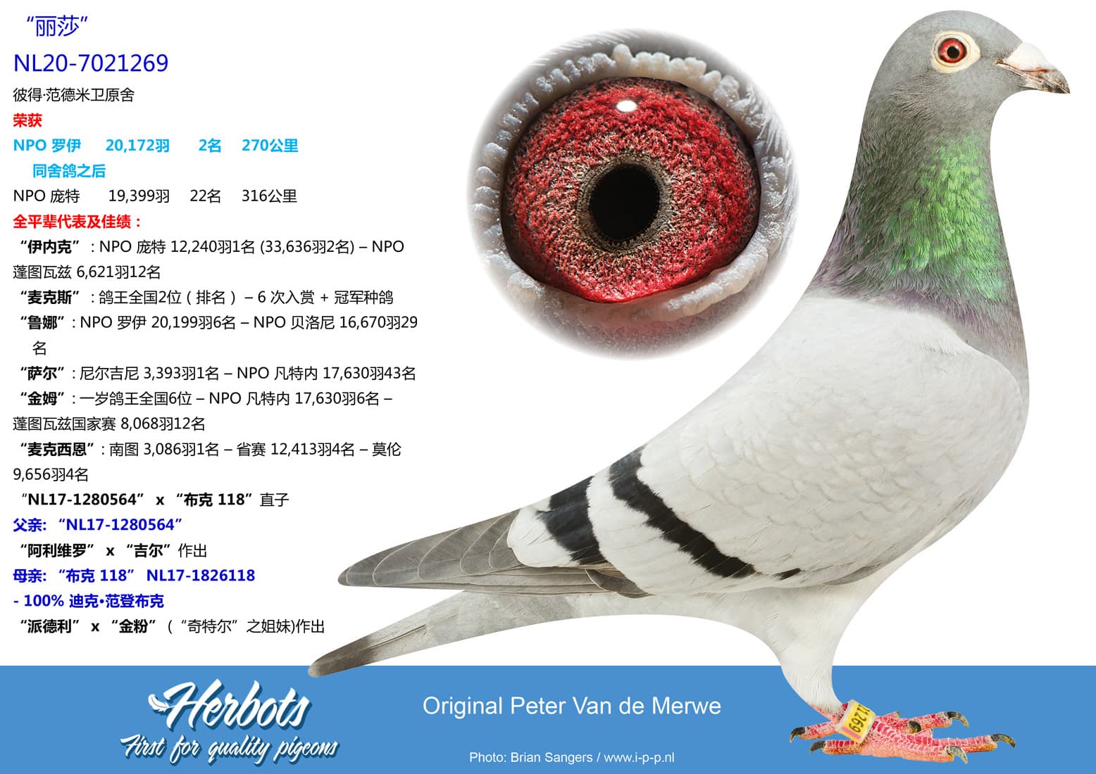 pigeon: undefined