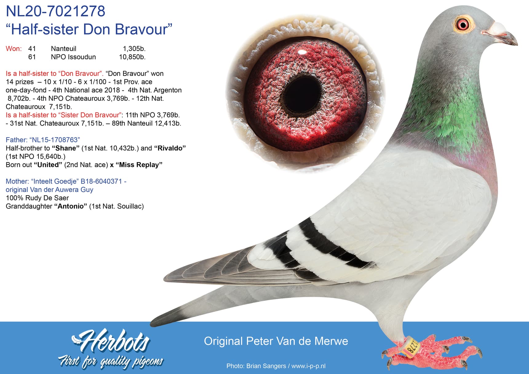 pigeon: undefined
