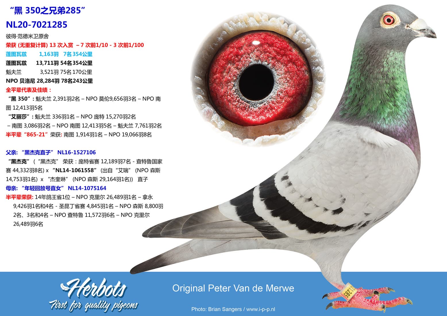 pigeon: undefined