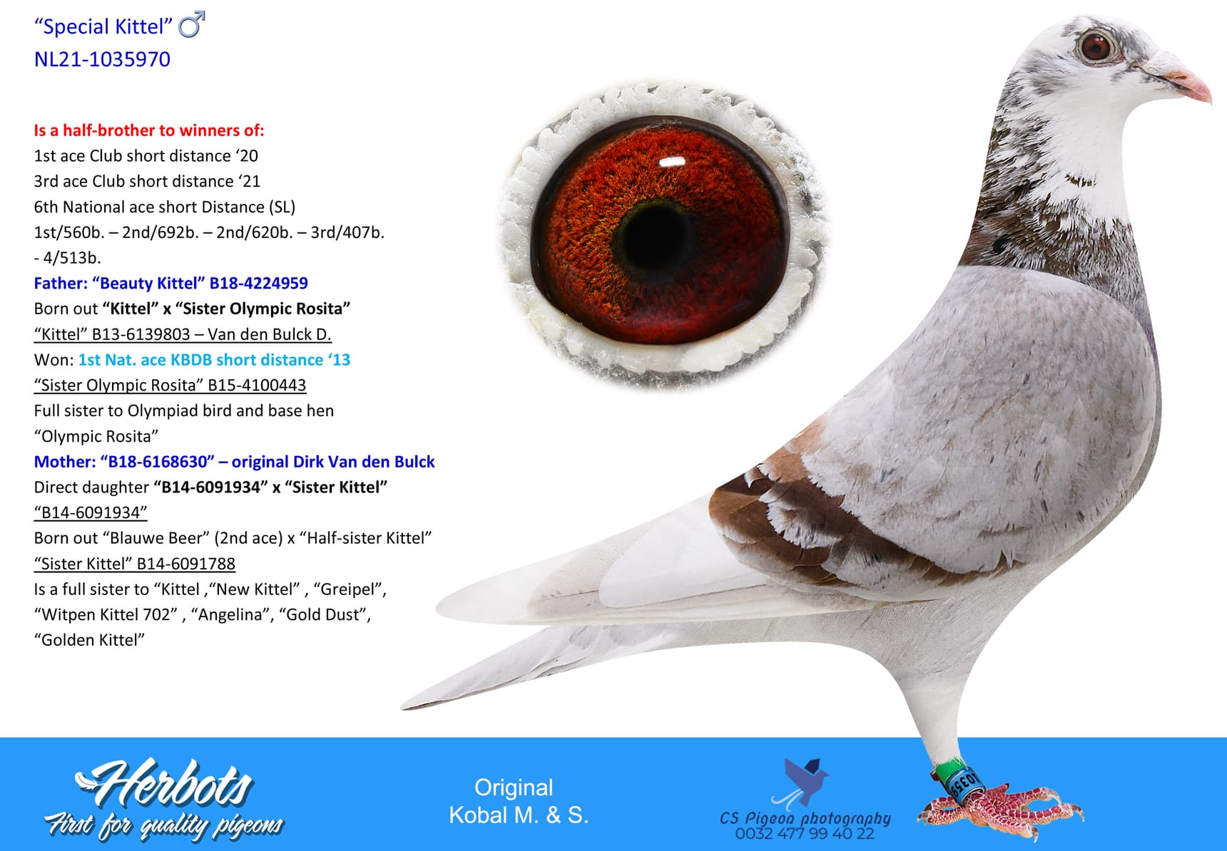 pigeon: undefined