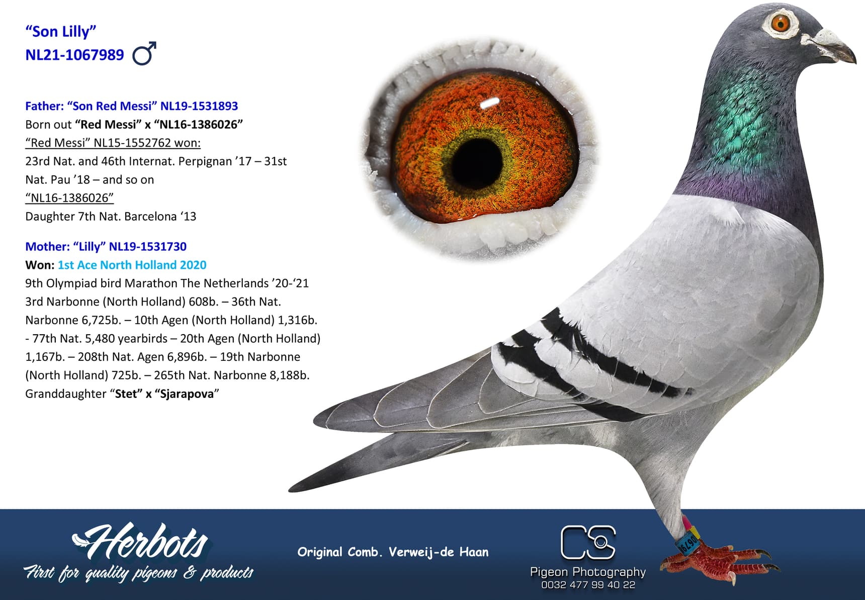 pigeon: undefined