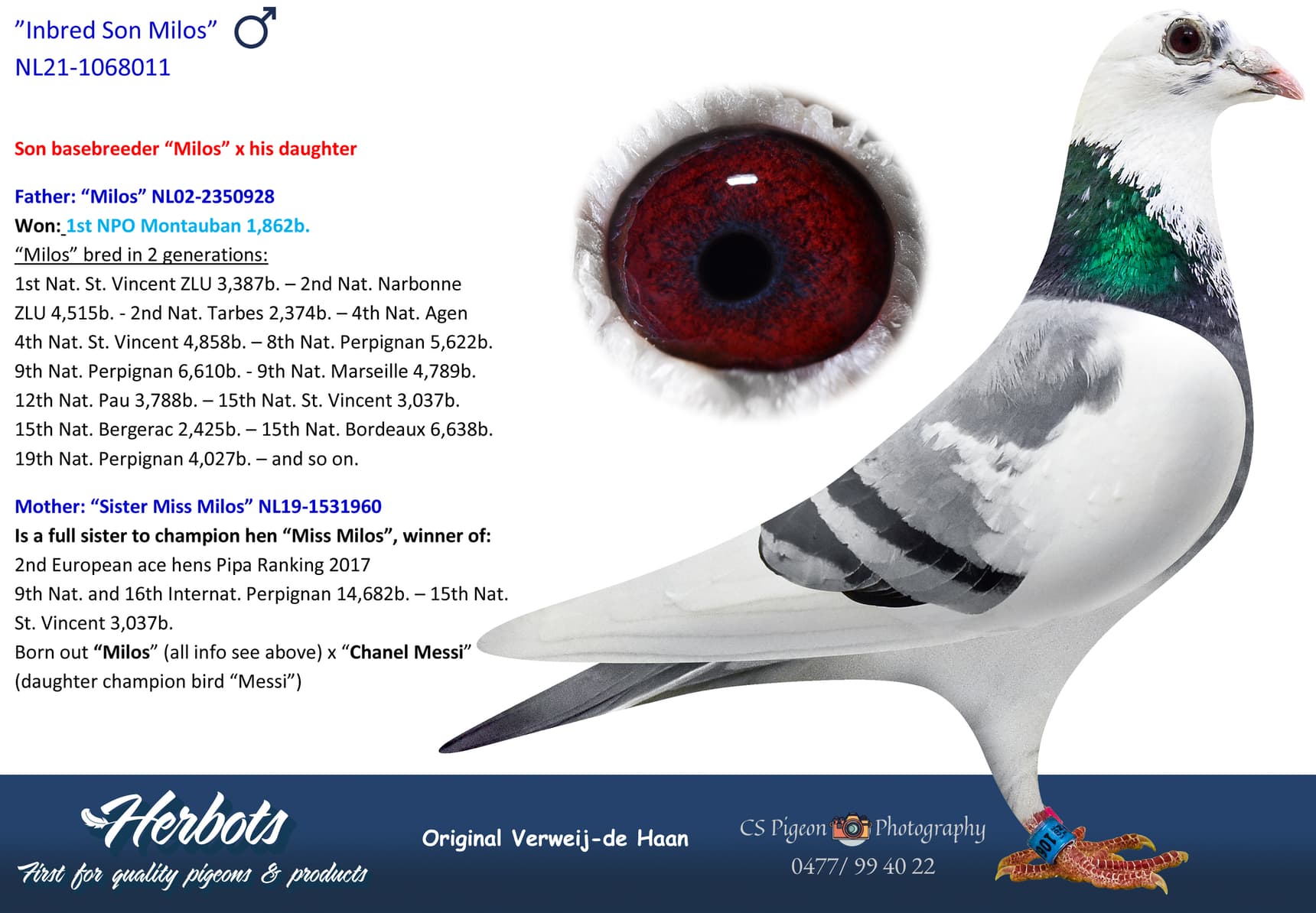 pigeon: undefined