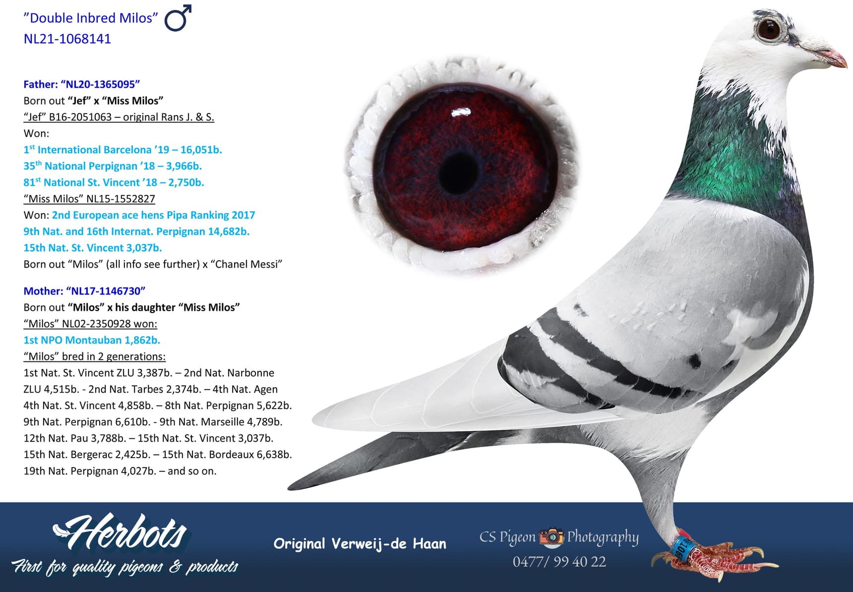 pigeon: undefined