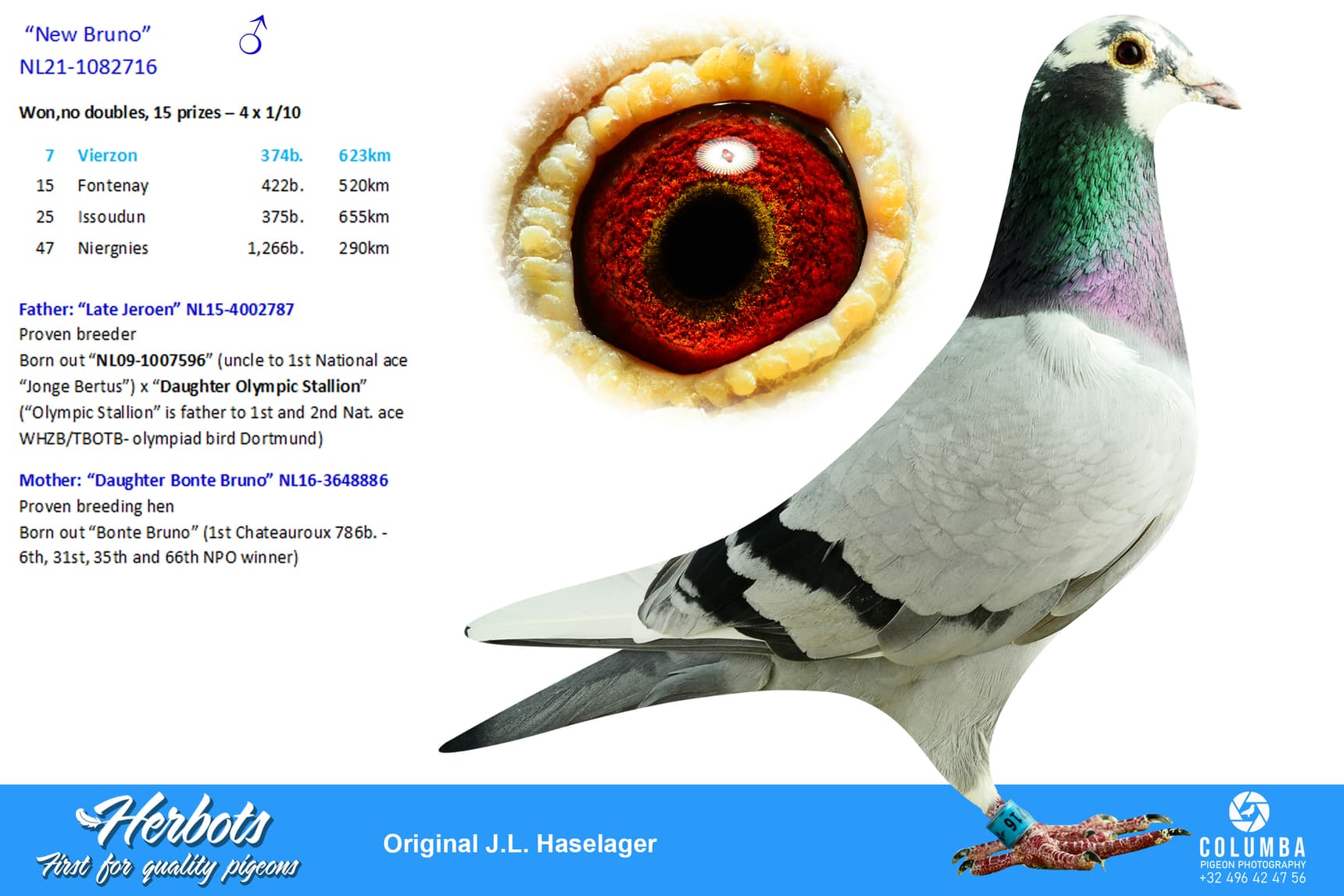 pigeon: undefined