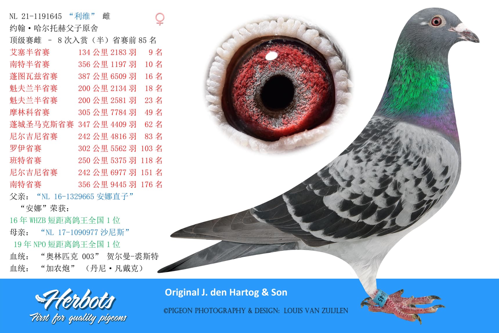 pigeon: “利维”