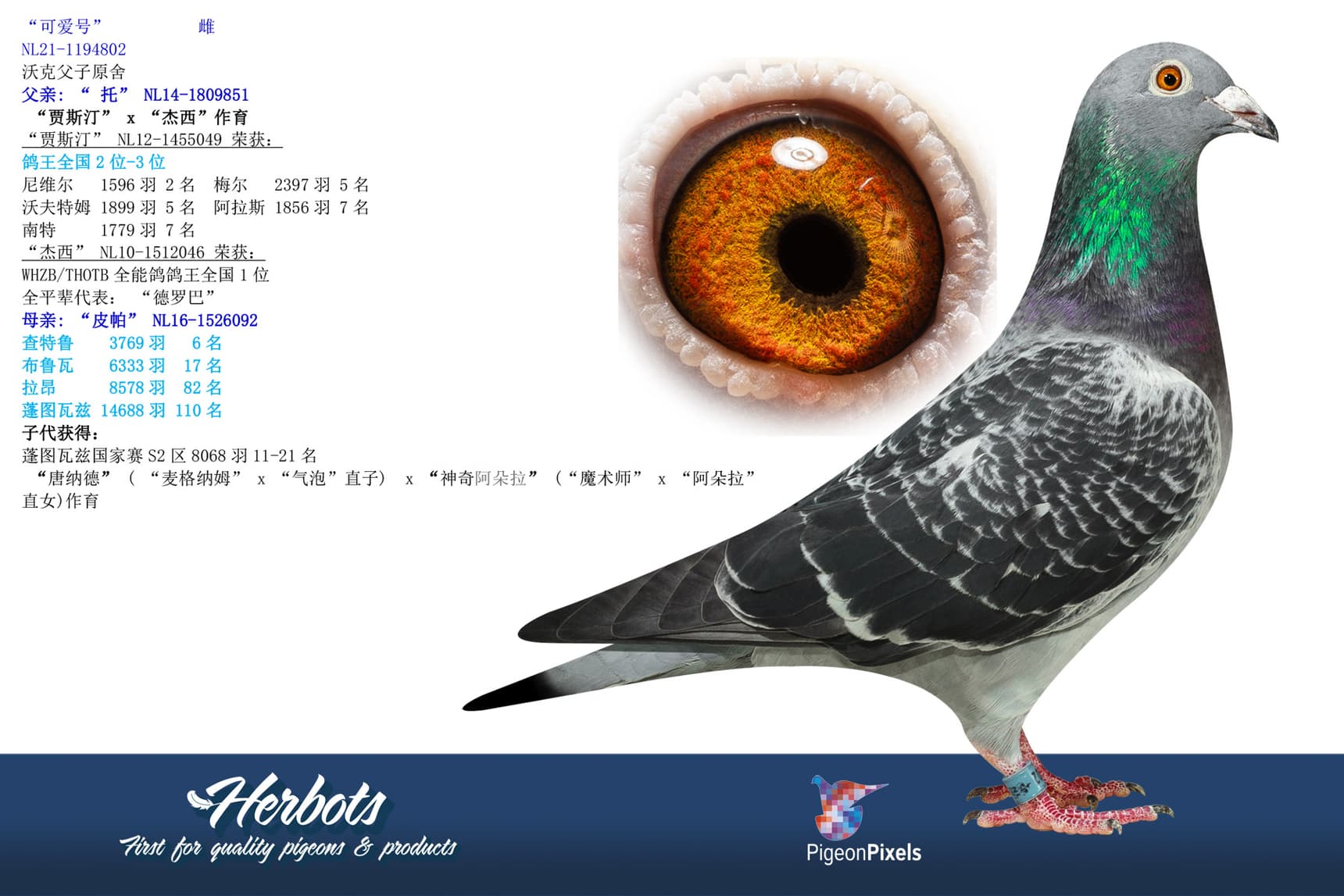 pigeon: undefined