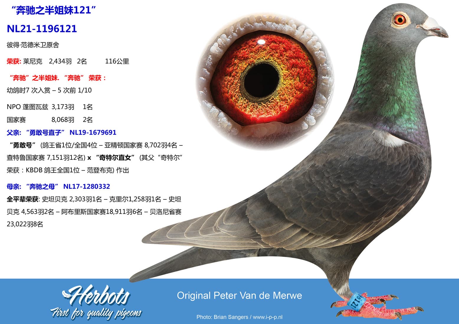 pigeon: undefined
