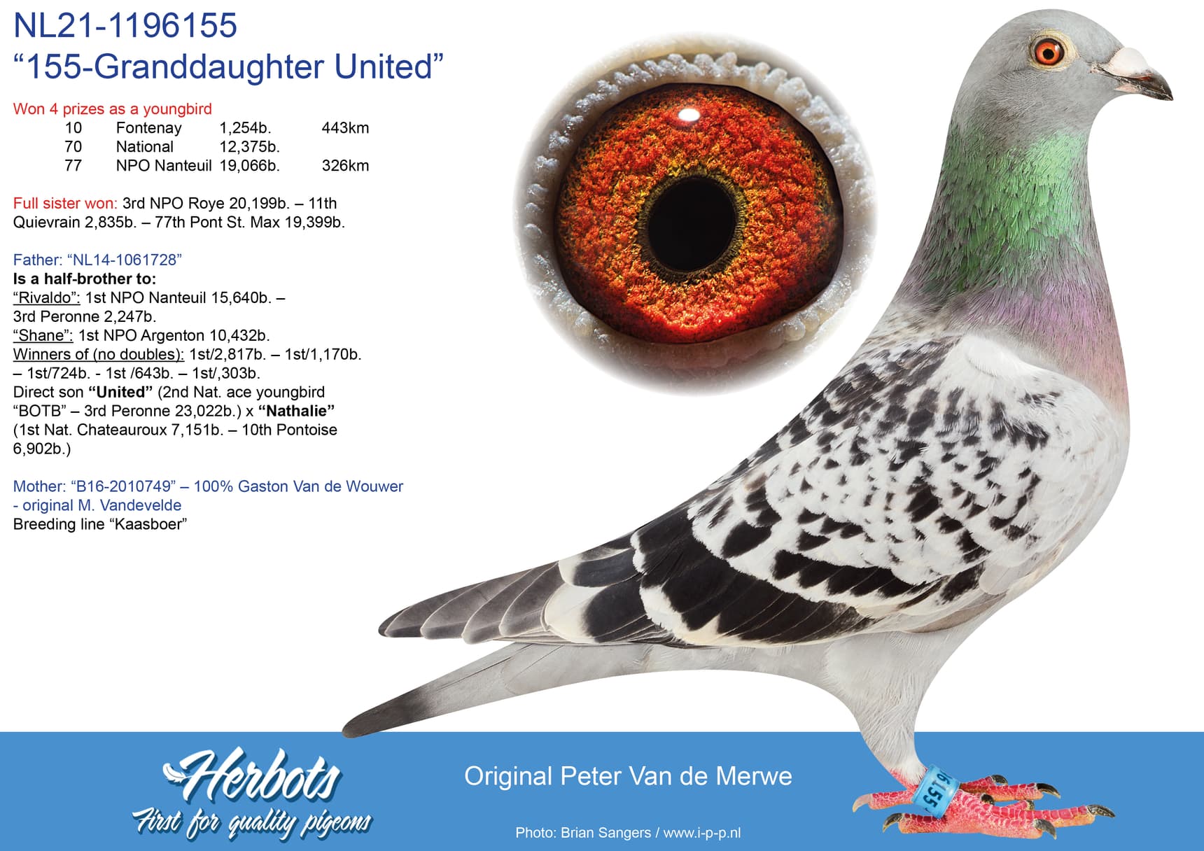 pigeon: undefined