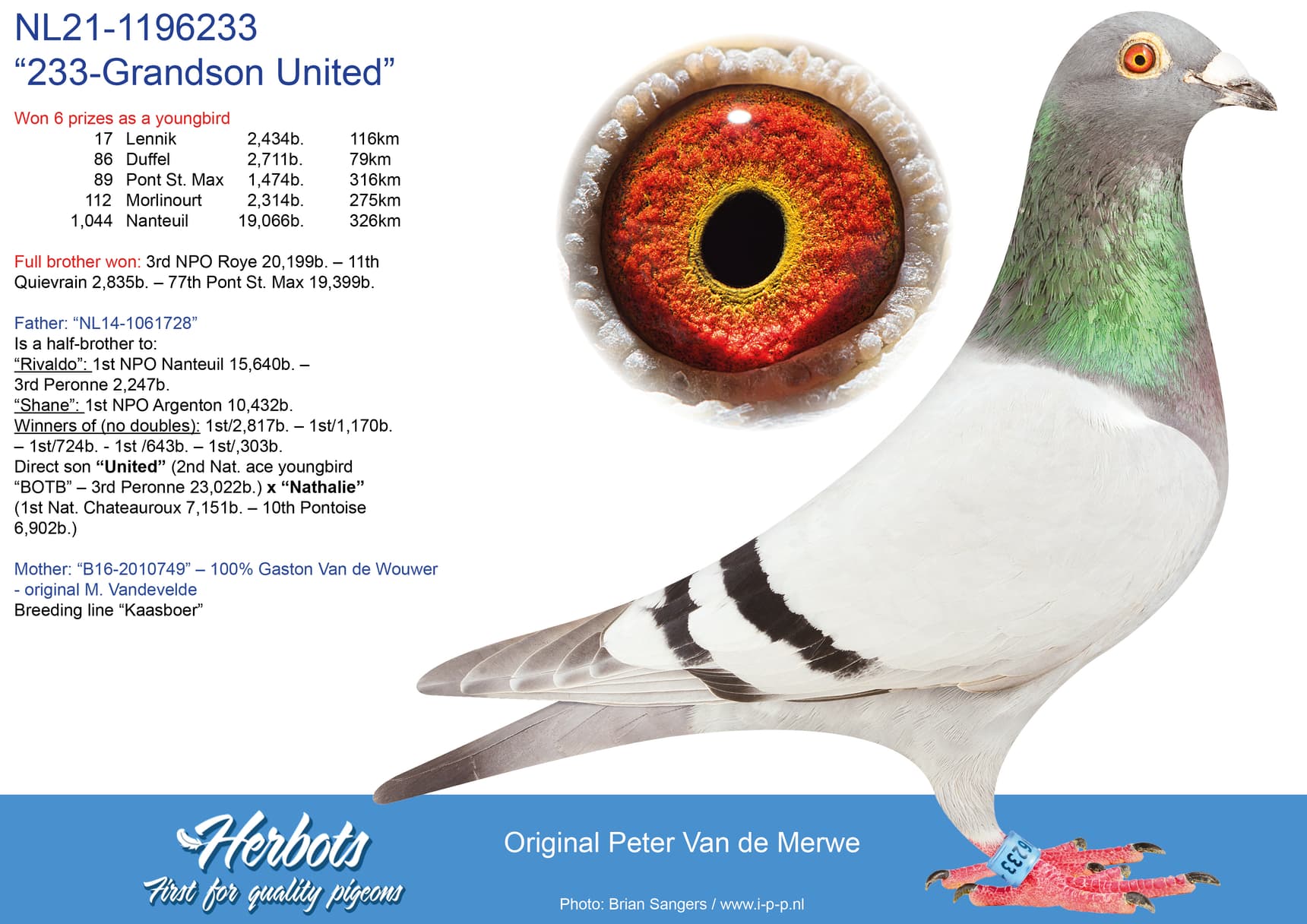 pigeon: undefined