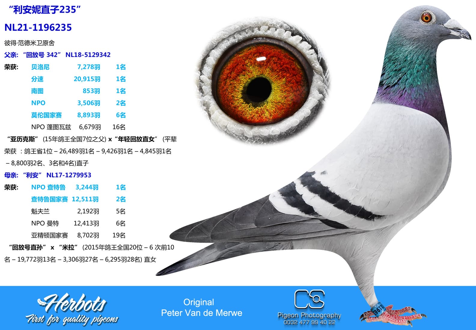 pigeon: undefined
