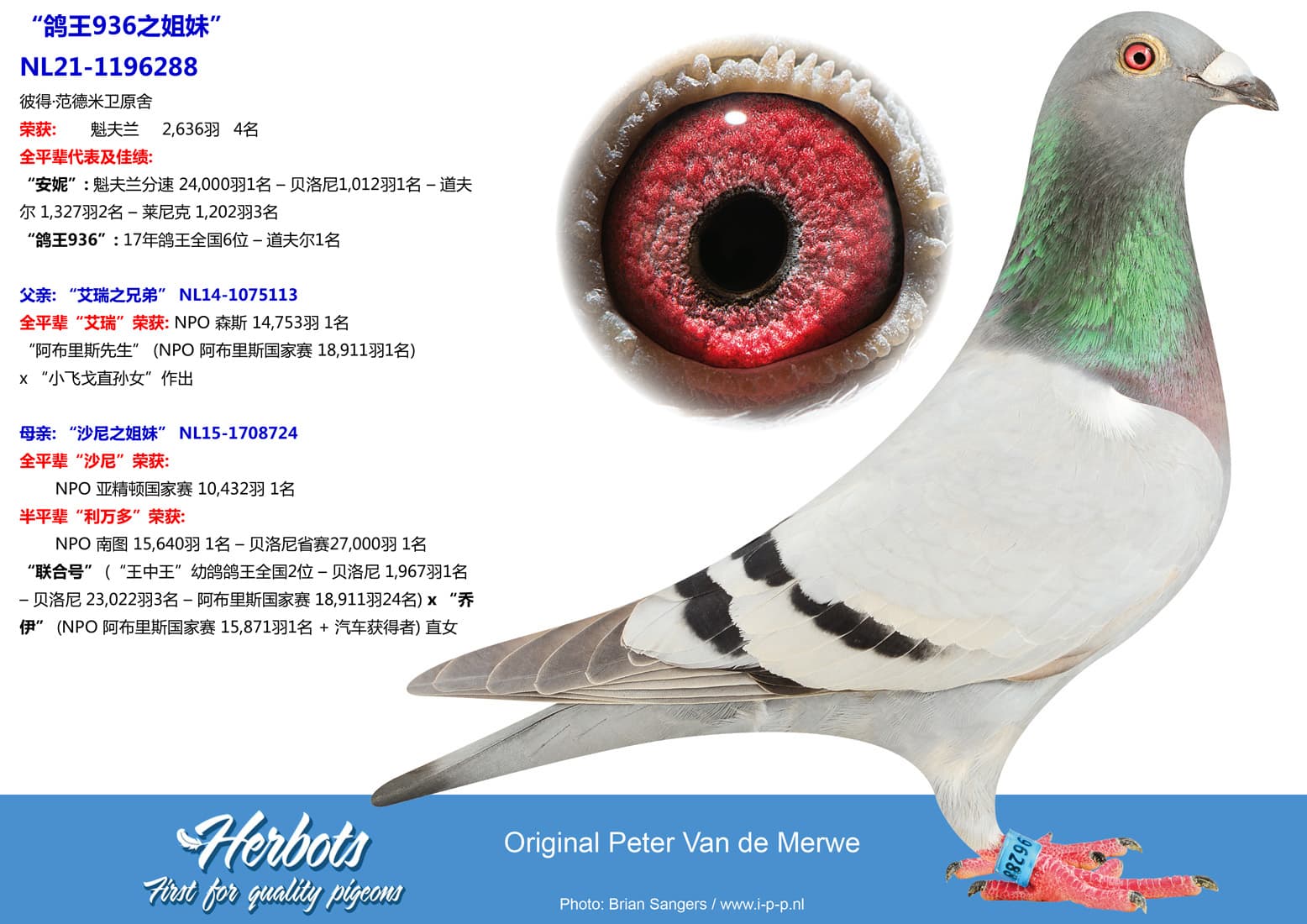 pigeon: undefined