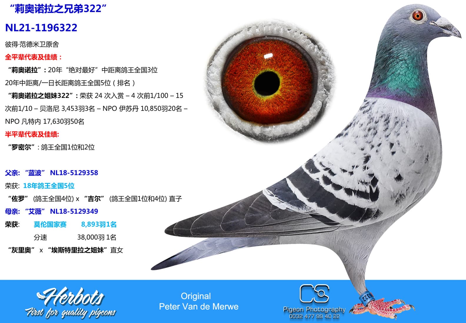 pigeon: undefined