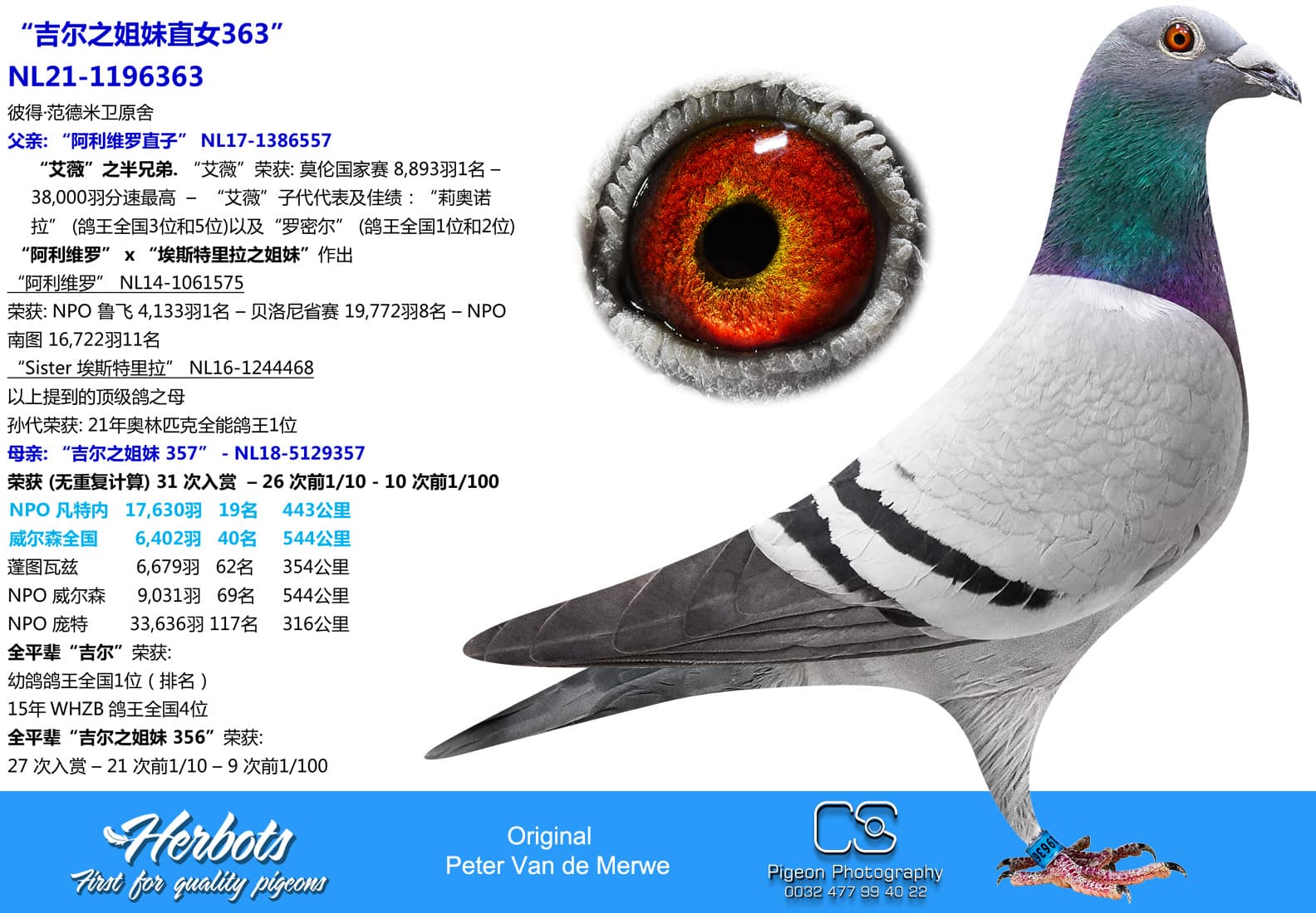 pigeon: undefined