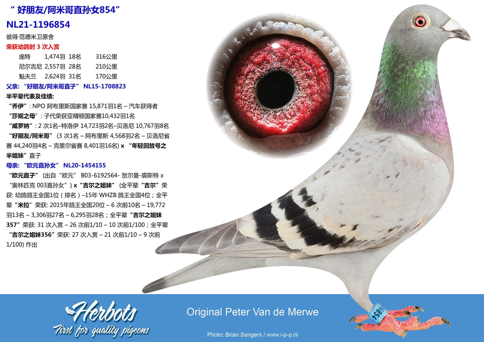 pigeon: undefined
