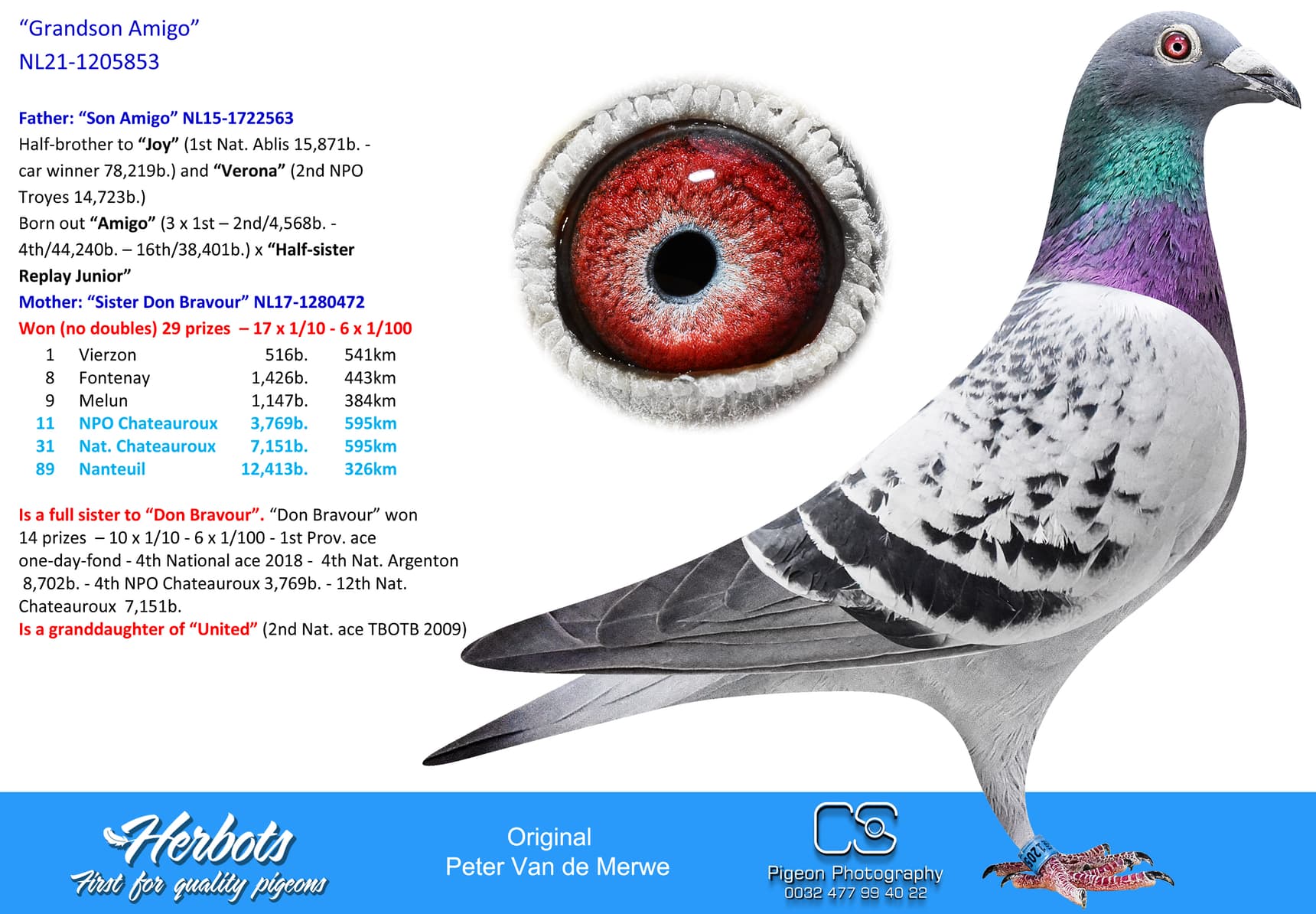 pigeon: undefined