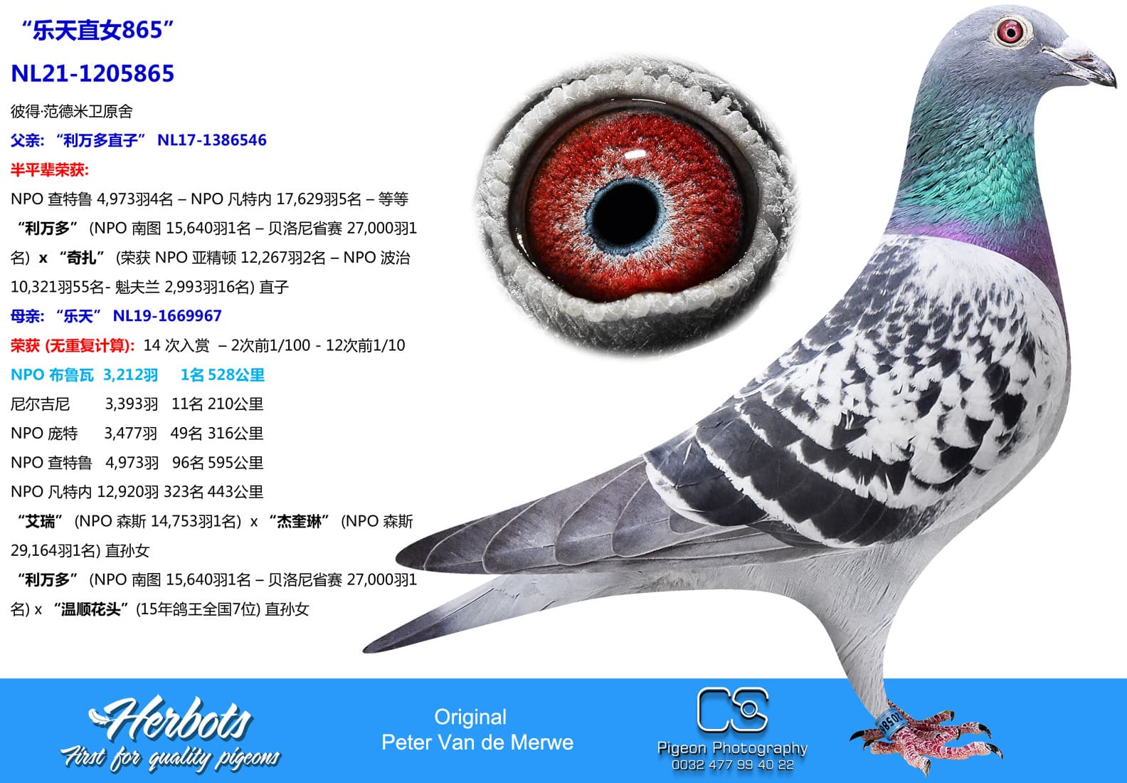 pigeon: undefined