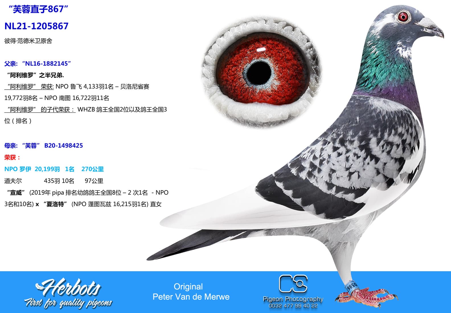 pigeon: undefined