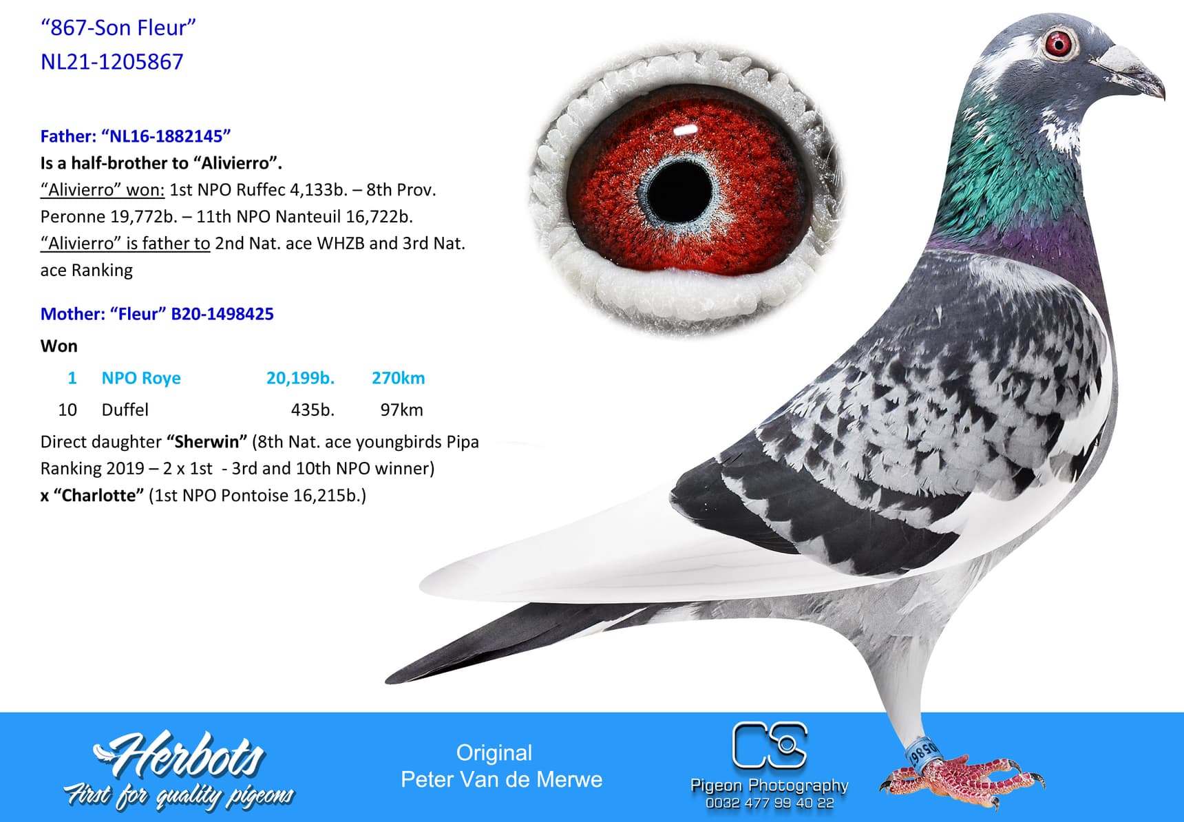 pigeon: undefined