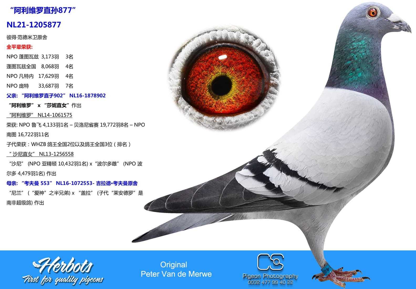pigeon: undefined