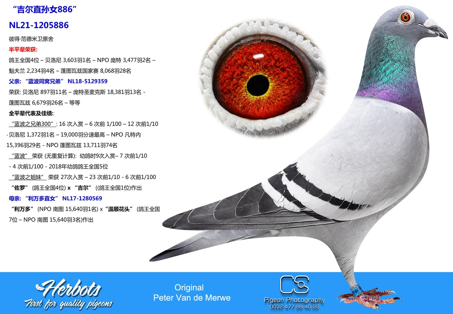 pigeon: undefined