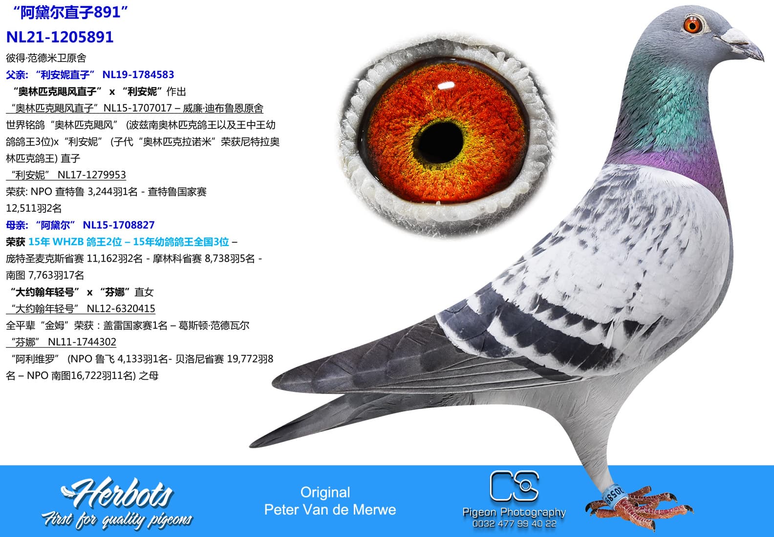 pigeon: undefined