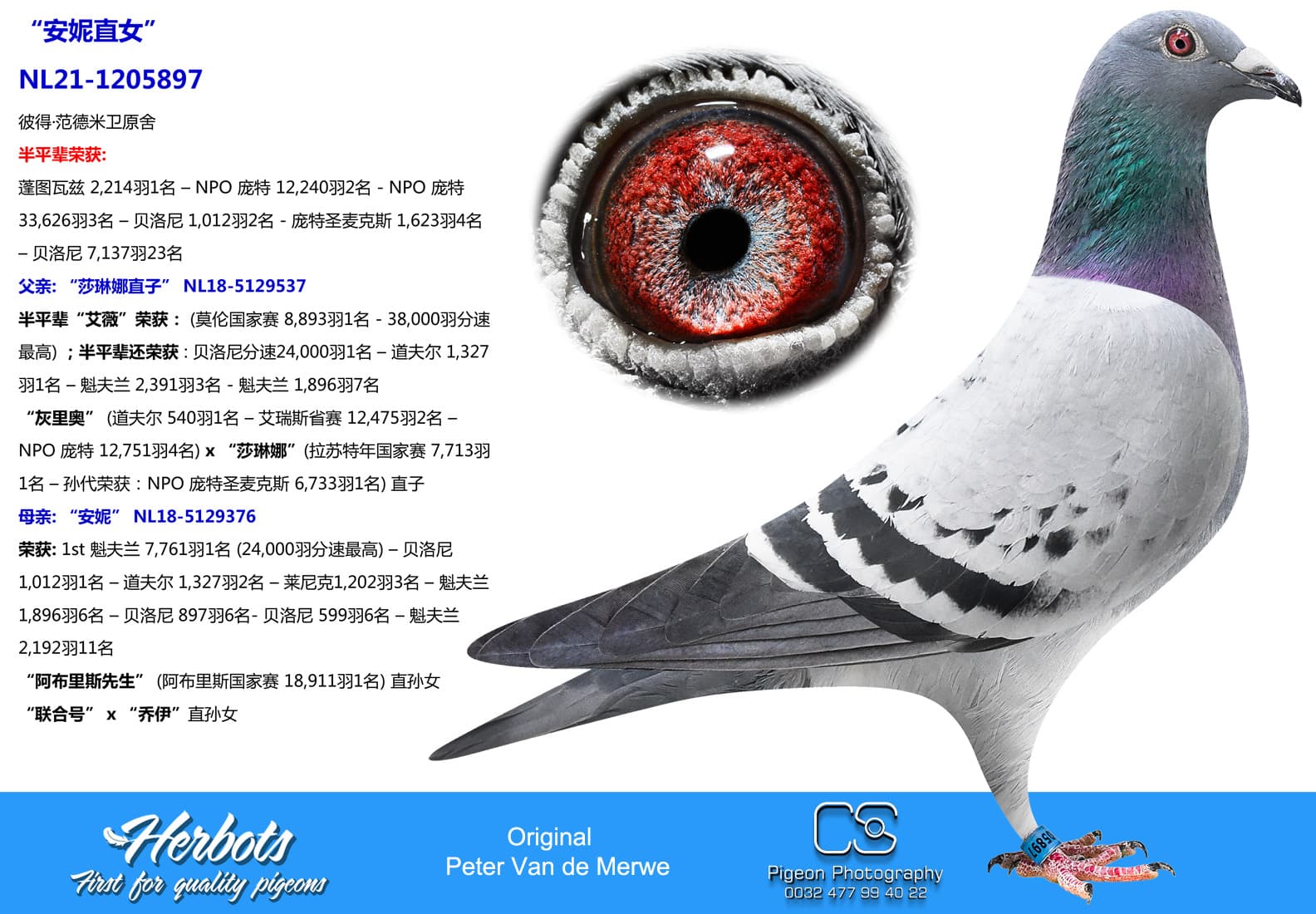 pigeon: undefined