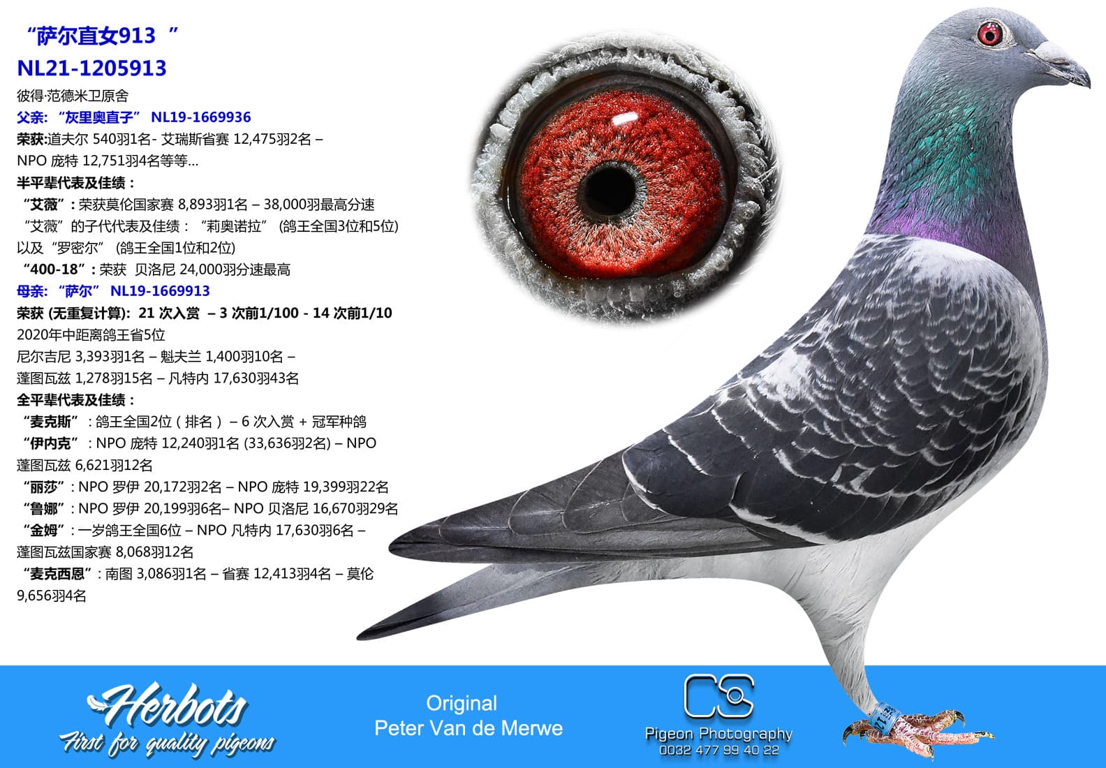 pigeon: undefined