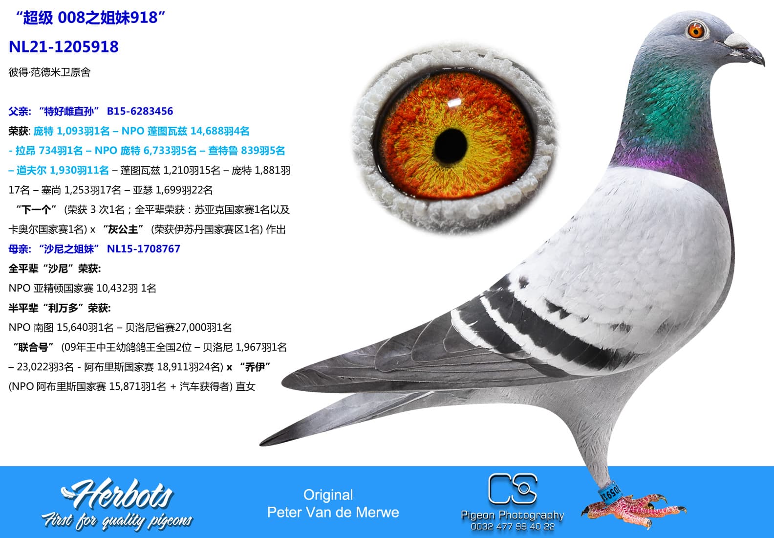 pigeon: undefined
