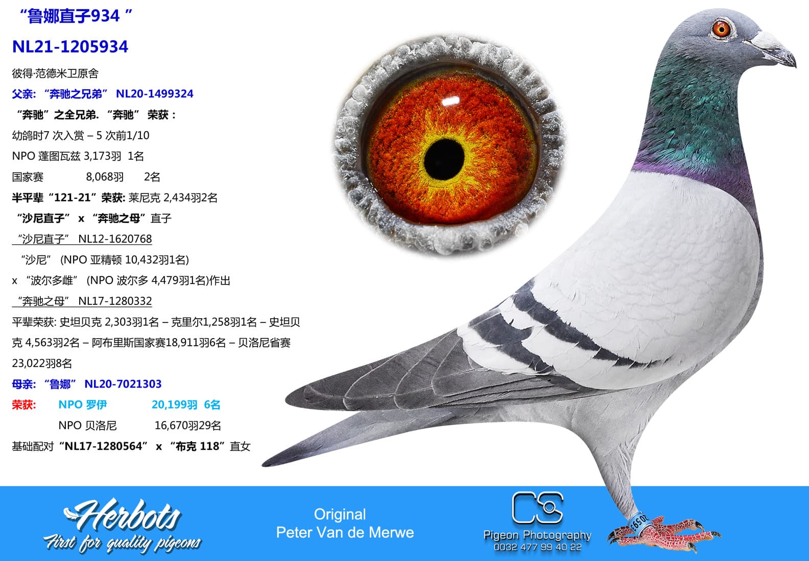 pigeon: undefined