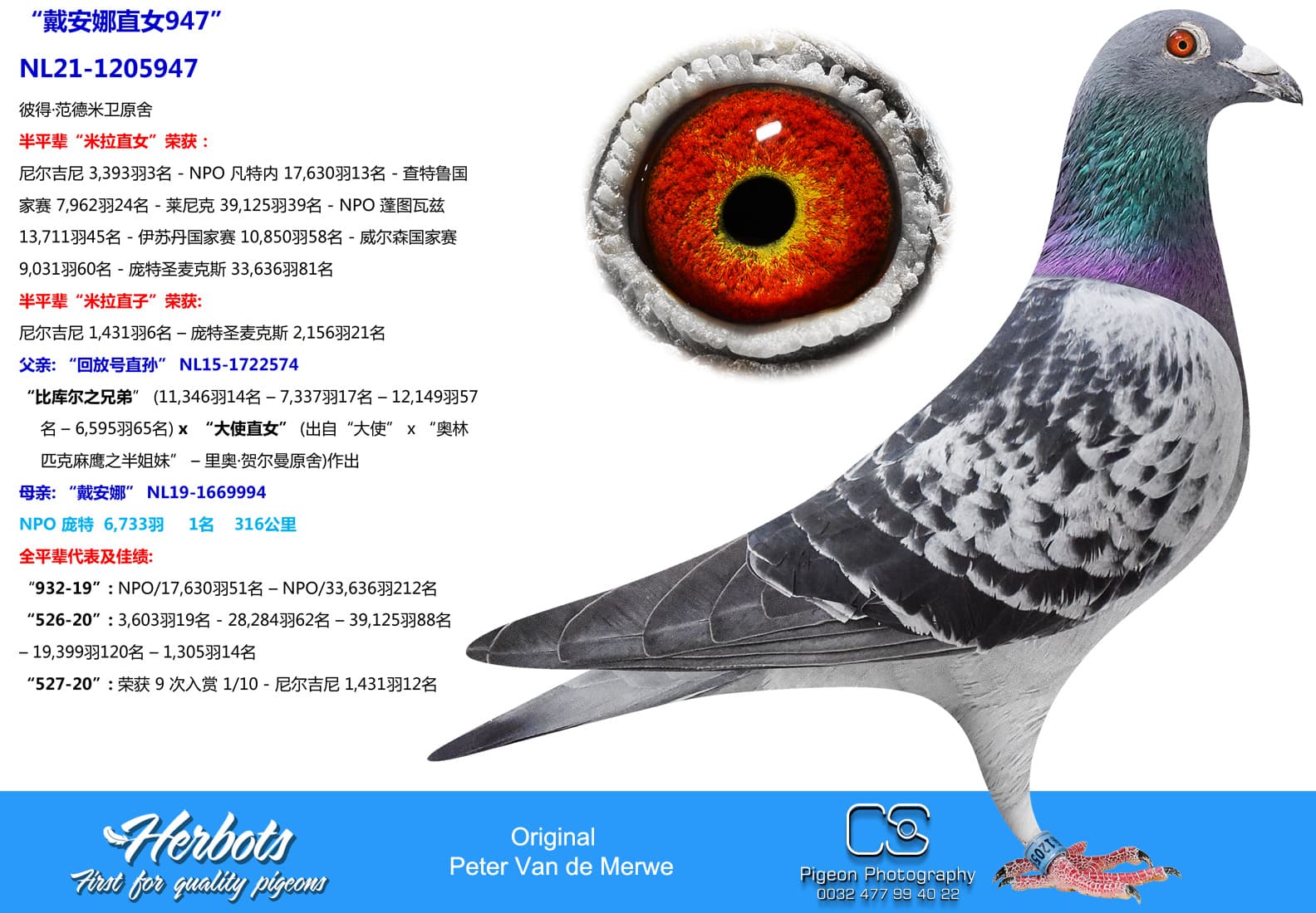 pigeon: undefined