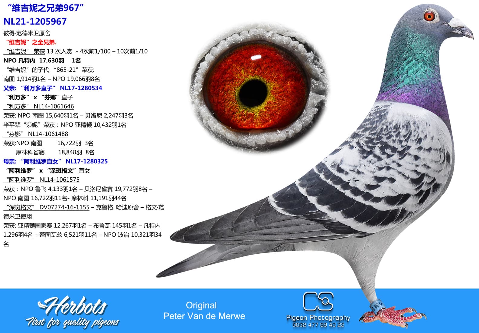 pigeon: undefined