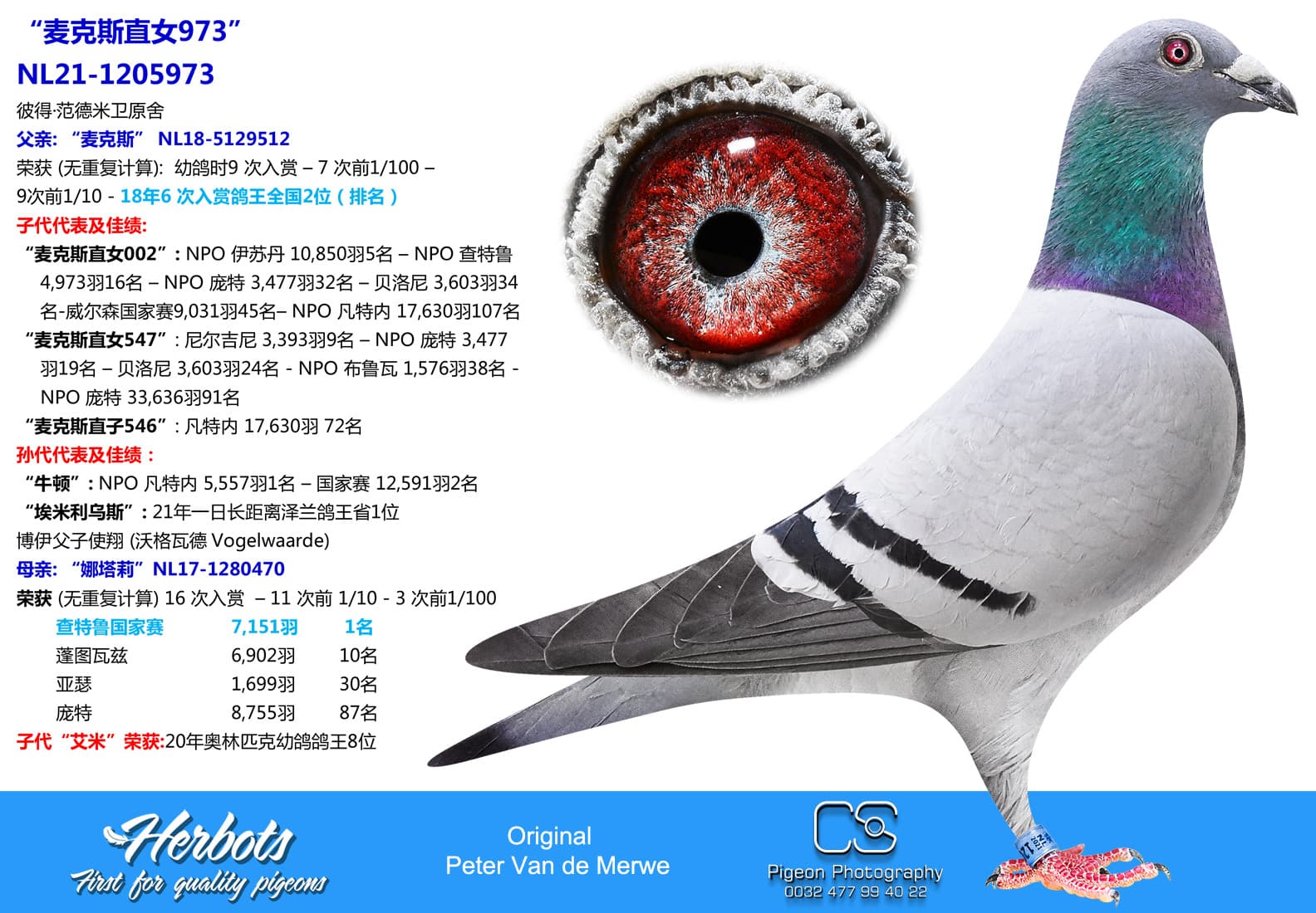 pigeon: undefined