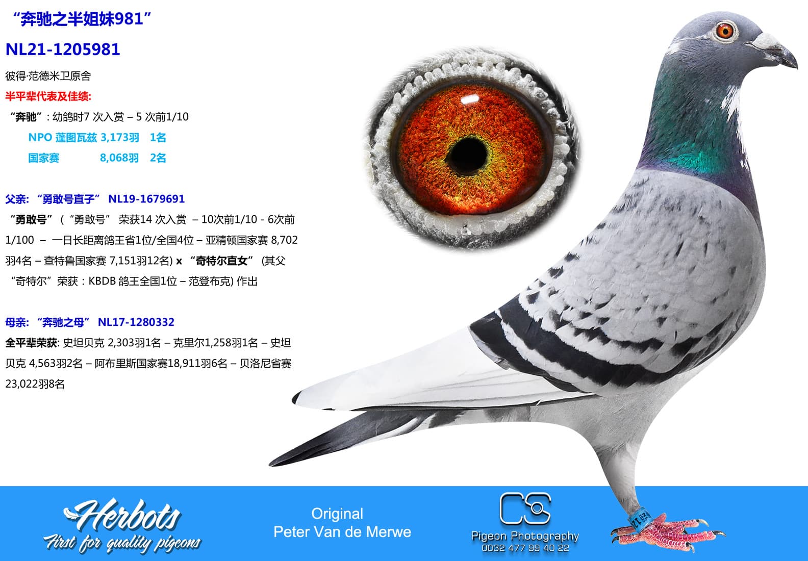 pigeon: undefined