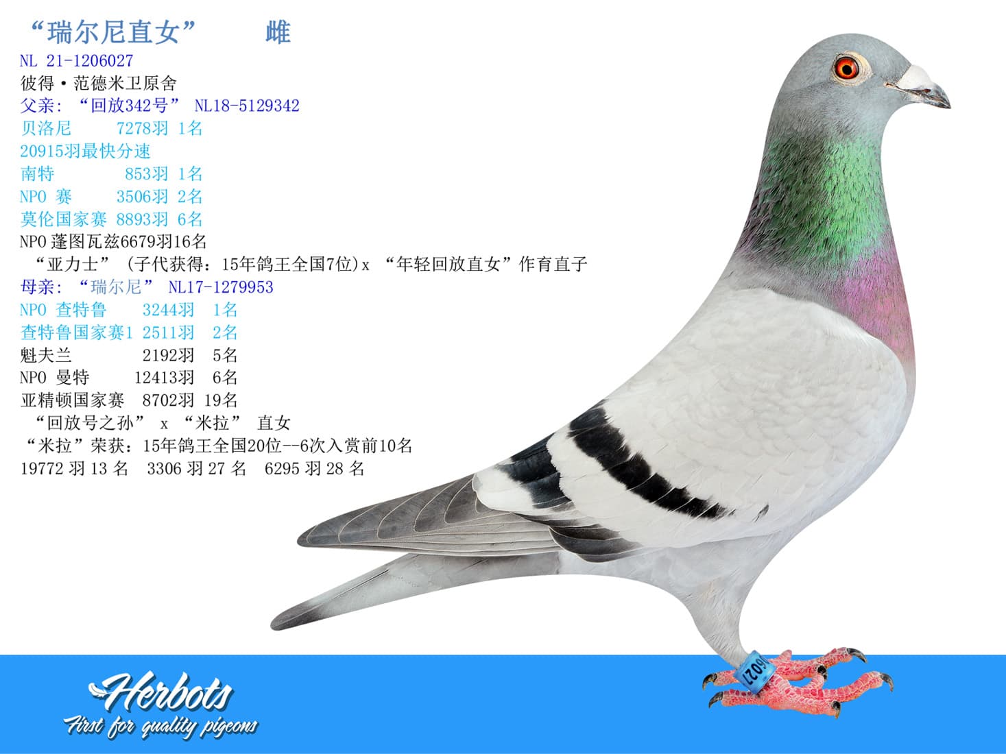 pigeon: undefined