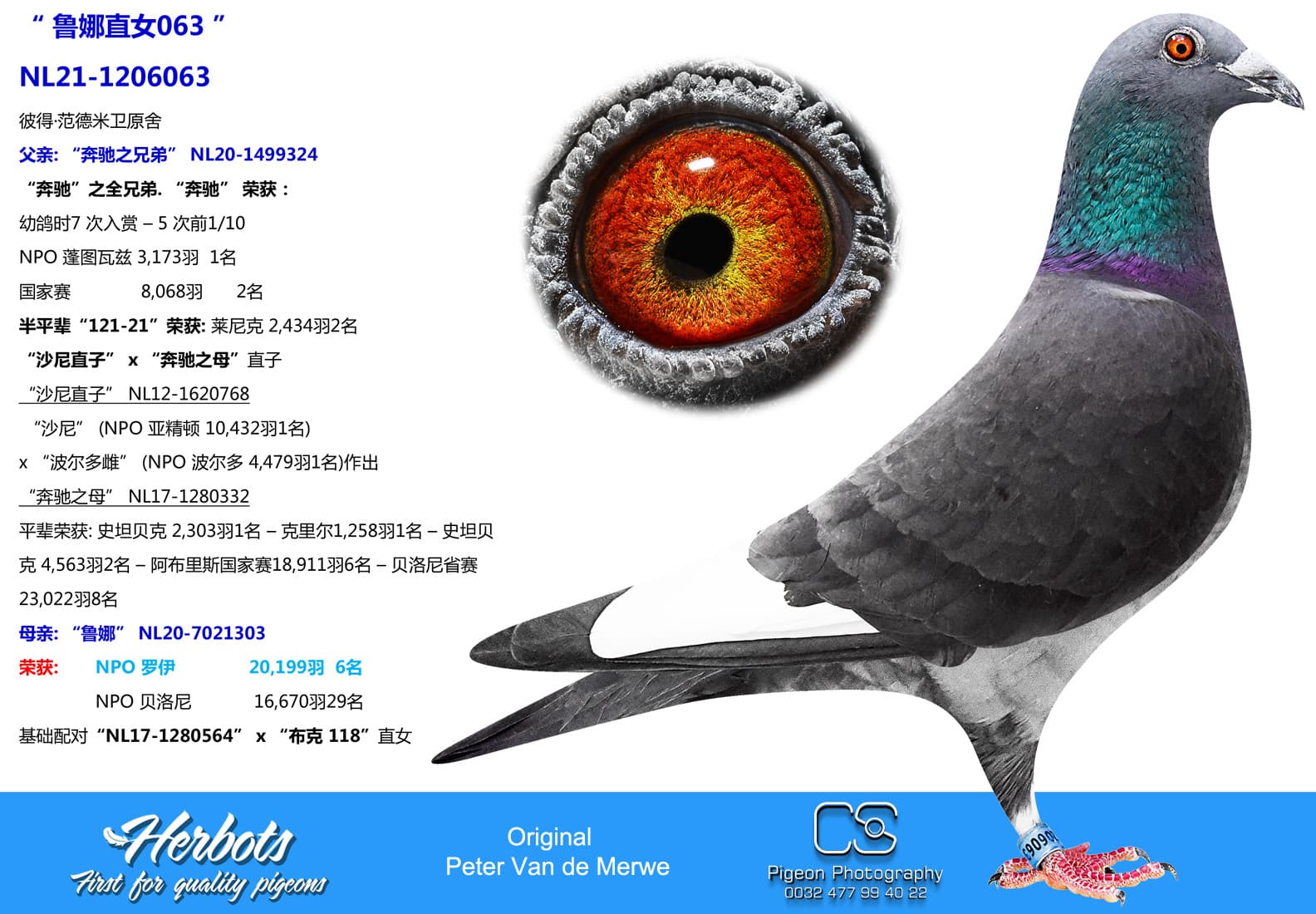 pigeon: undefined
